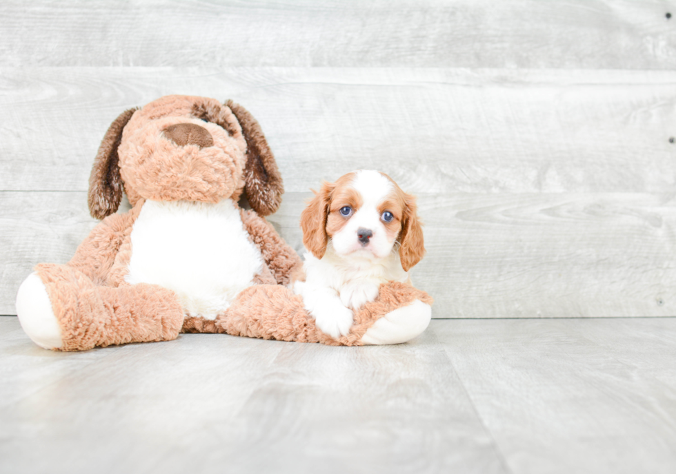 Cute Cavalier King Charles Spaniel Purebred Puppy