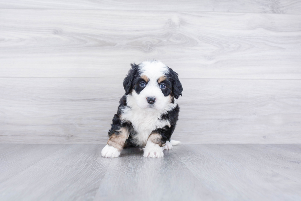 Best Mini Bernedoodle Baby