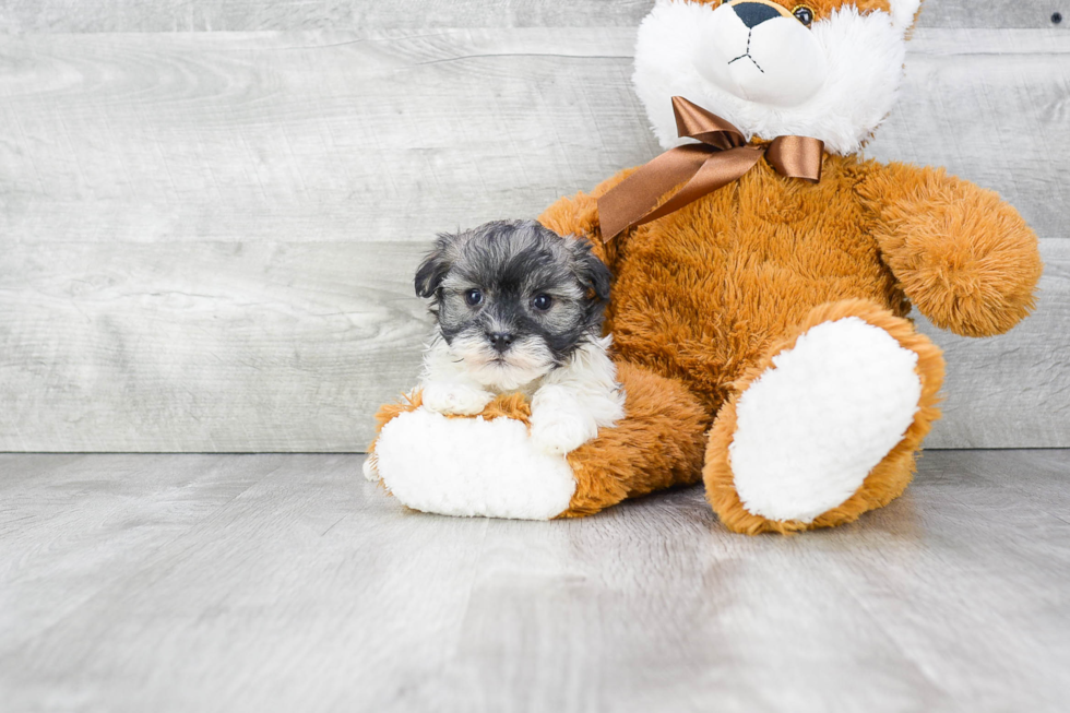 Playful Havanese Purebred Pup