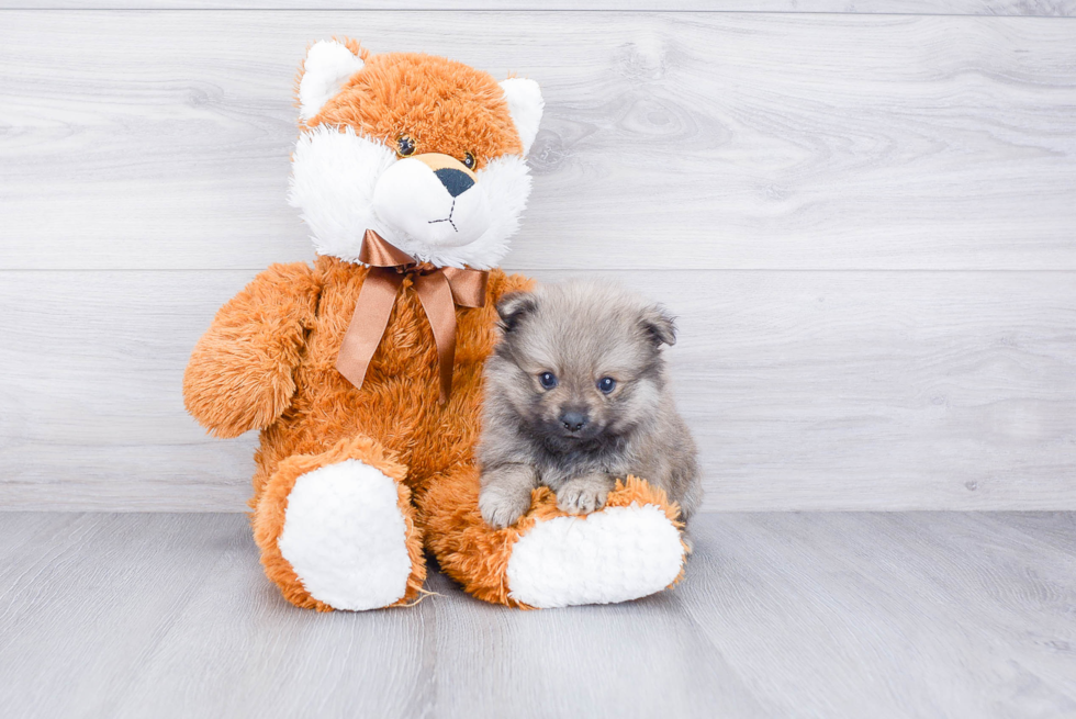 Energetic Pomeranian Purebred Puppy