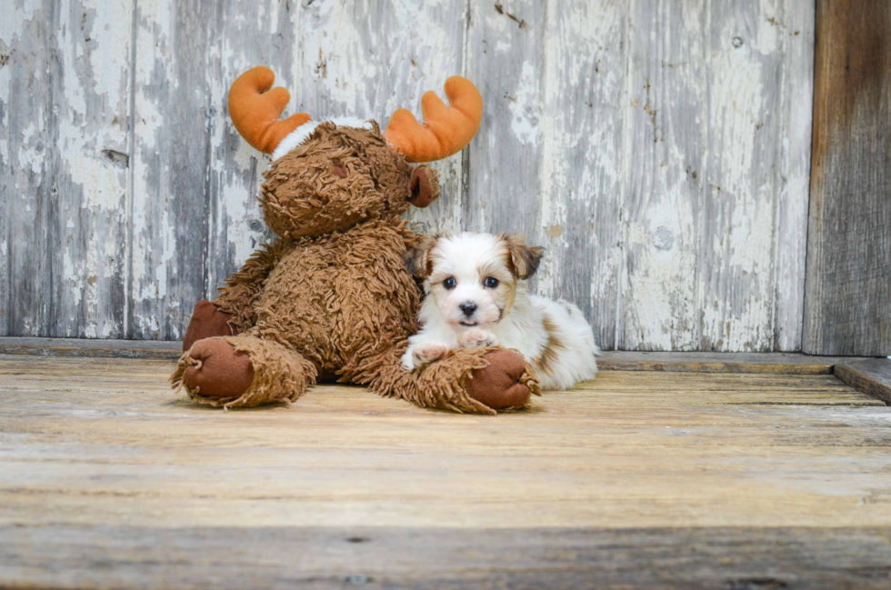 Fluffy Teddy Bear Designer Pup