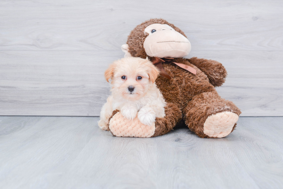 Maltipoo Puppy for Adoption