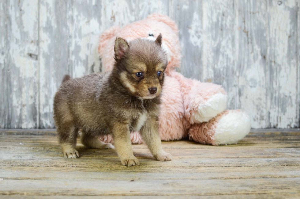 Funny Pomsky Designer Pup