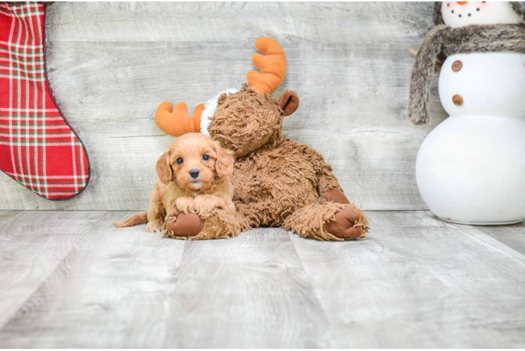 Cavapoo Pup Being Cute