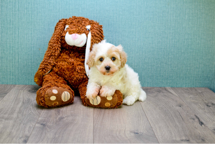 Cavachon Pup Being Cute