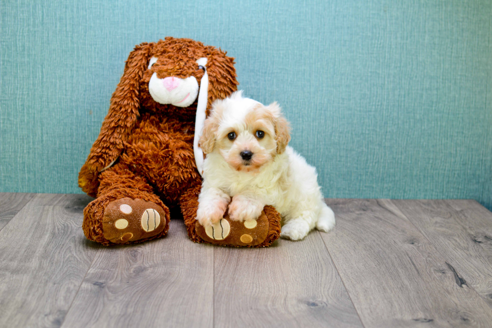 Cavachon Pup Being Cute