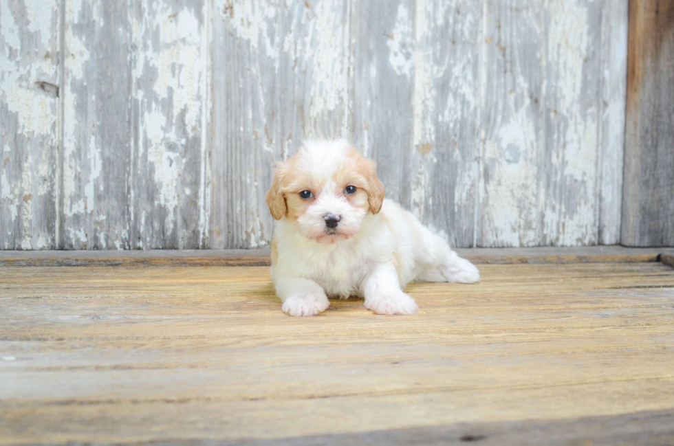 Sweet Cavachon Baby