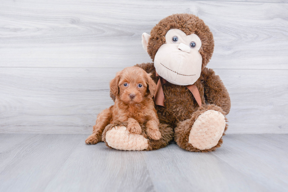 Mini Labradoodle Puppy for Adoption