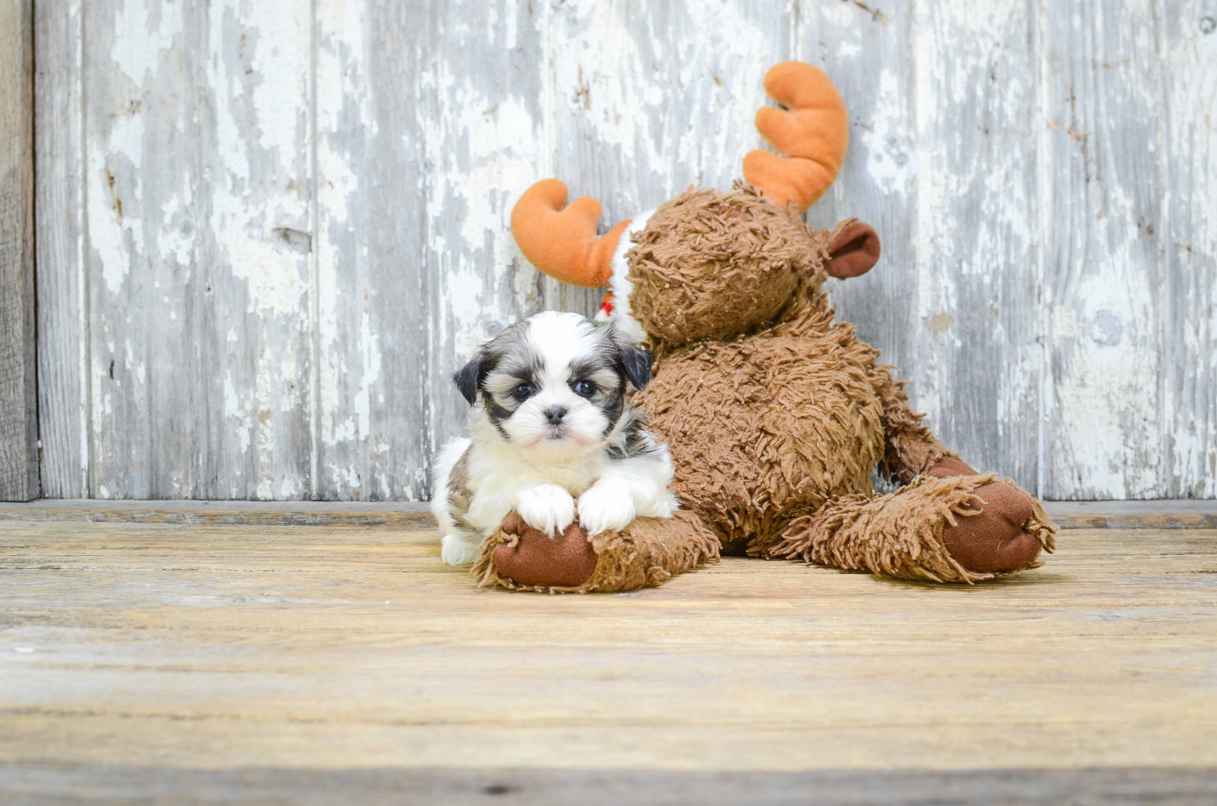Energetic Shi Chon Designer Puppy