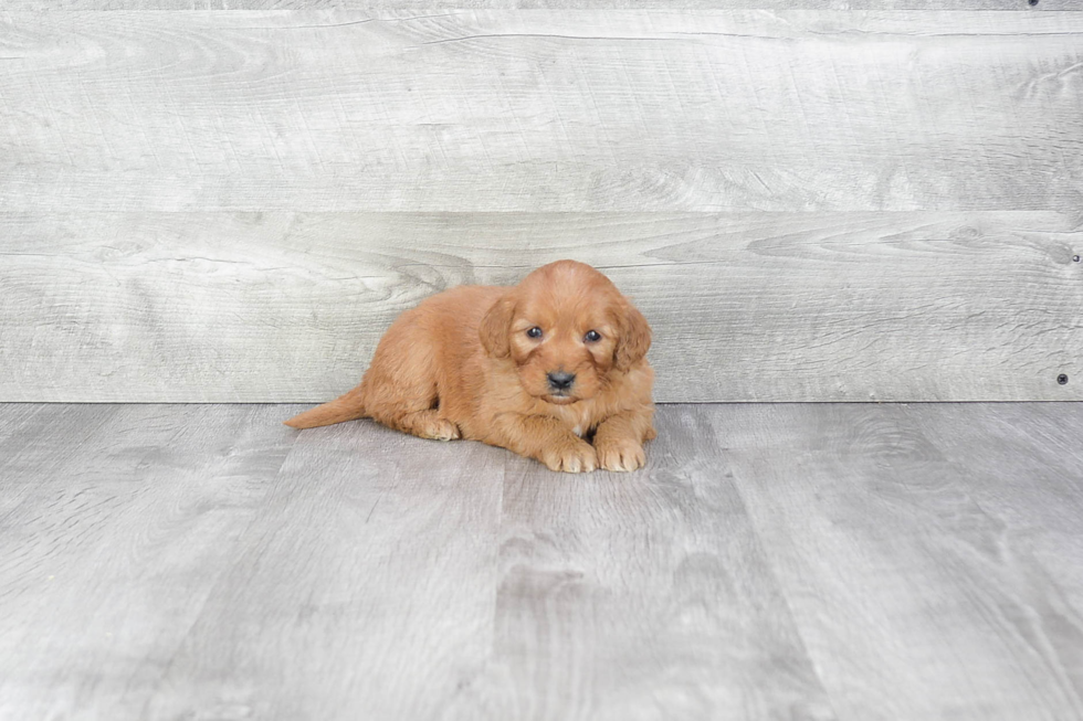 Mini Goldendoodle Pup Being Cute