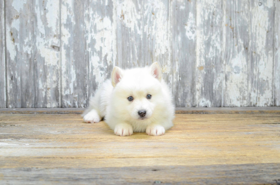 Pomsky Pup Being Cute