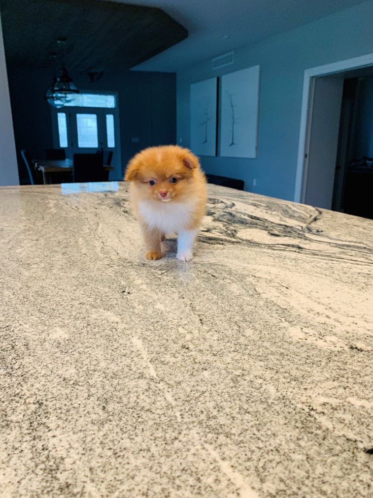 Best Pomeranian Baby