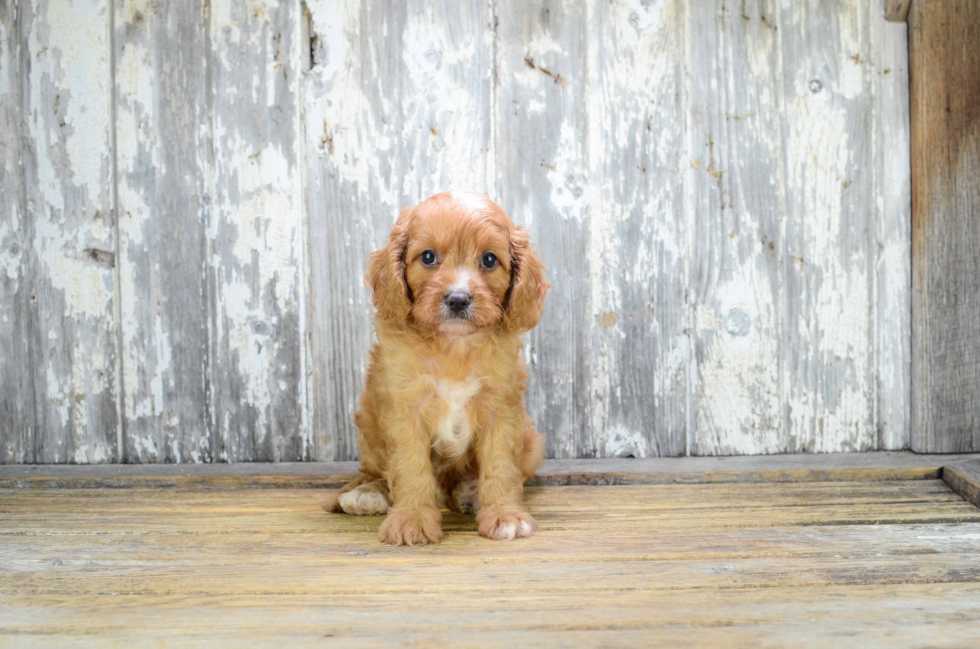 Smart Cavapoo Poodle Mix Pup