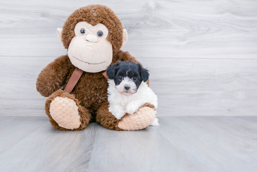 Maltipoo Puppy for Adoption