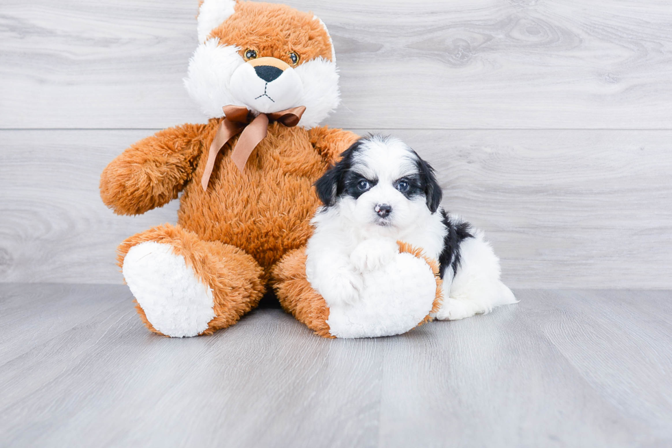 Smart Mini Aussiedoodle Poodle Mix Pup