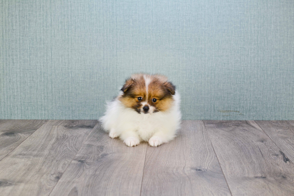 Best Pomeranian Baby