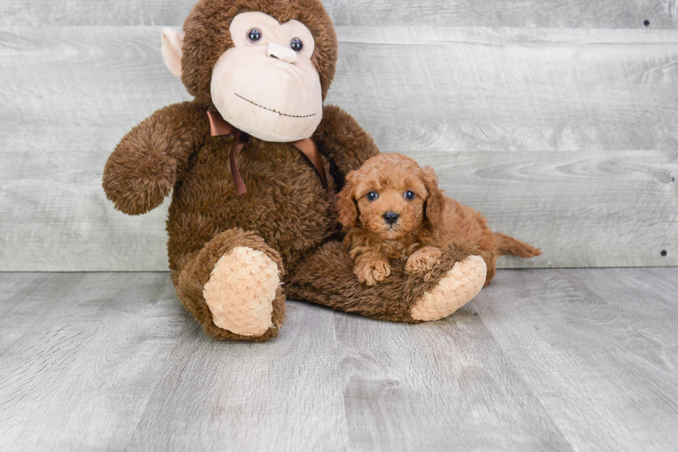 Smart Cavapoo Poodle Mix Pup