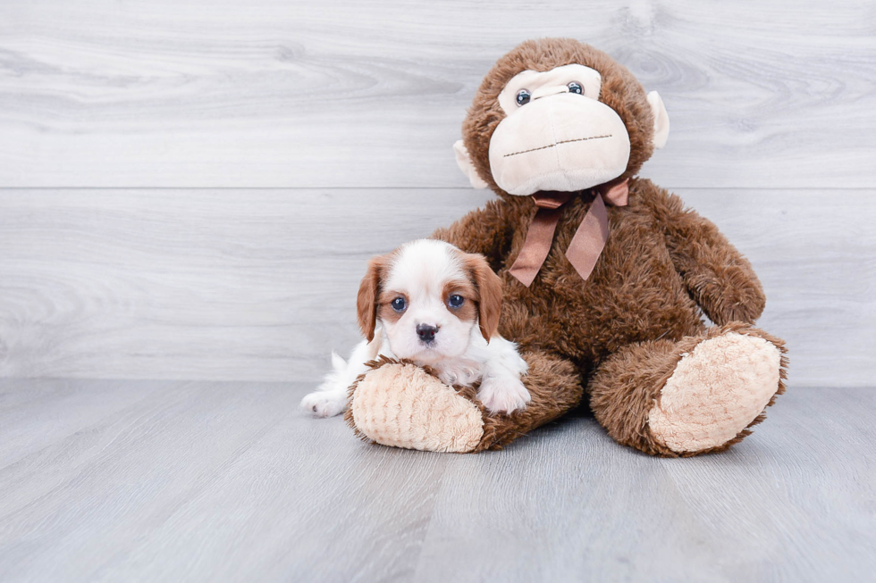 Cavalier King Charles Spaniel Puppy for Adoption