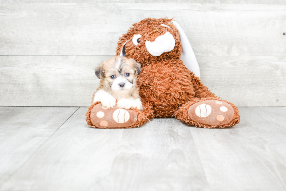 Petite Teddy Bear Designer Pup