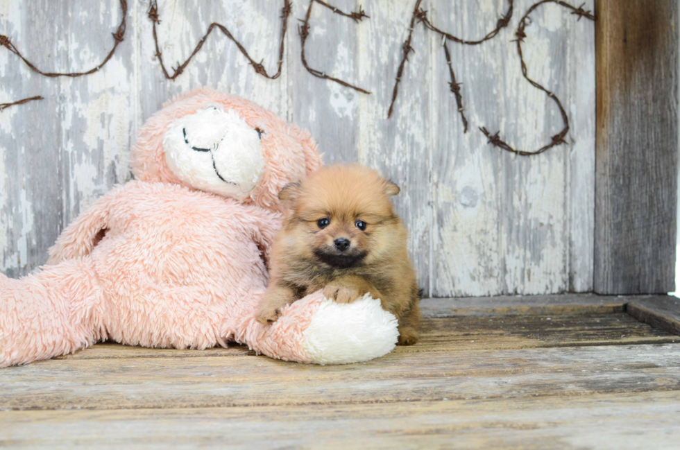 Akc Registered Pomeranian Purebred Pup