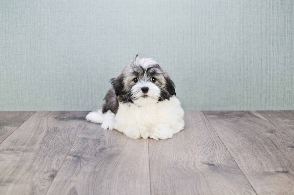 Hypoallergenic Havanese Baby