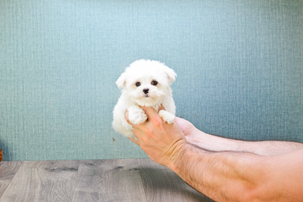 Friendly Maltese Purebred Pup