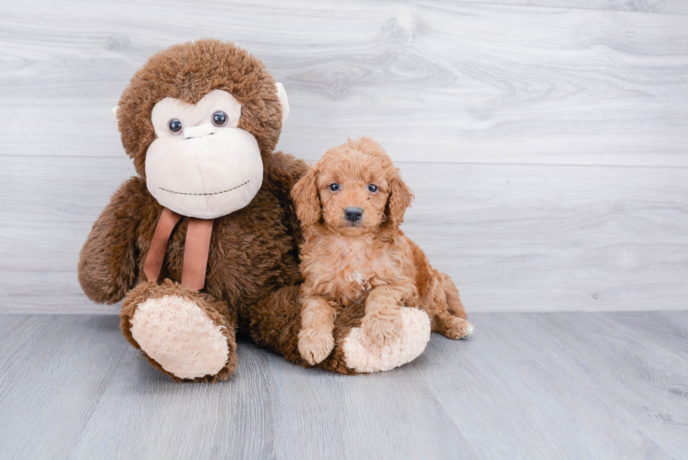 Sweet Mini Goldendoodle Baby