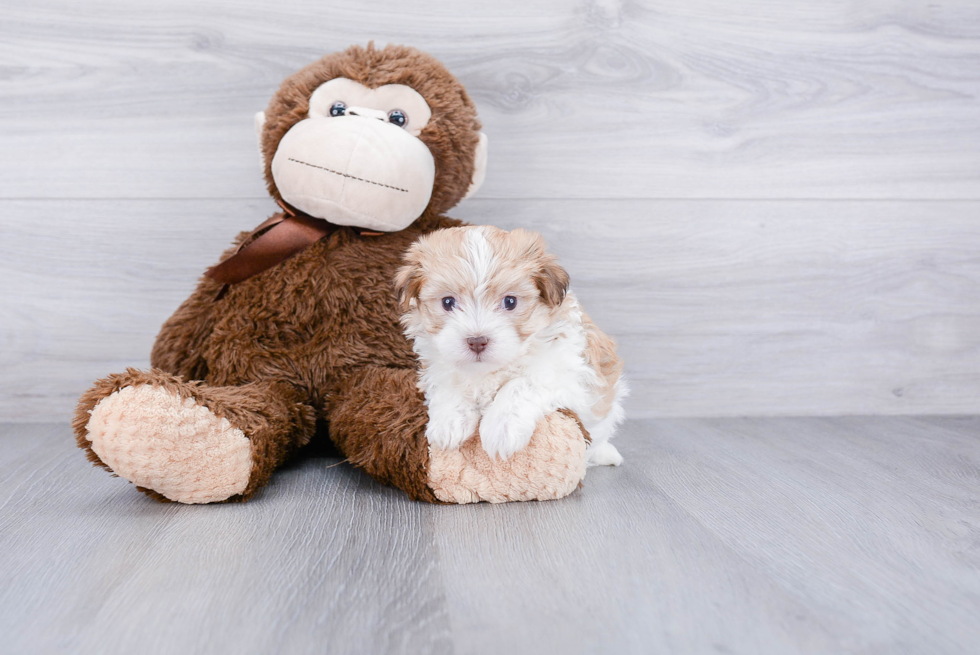 Havanese Puppy for Adoption