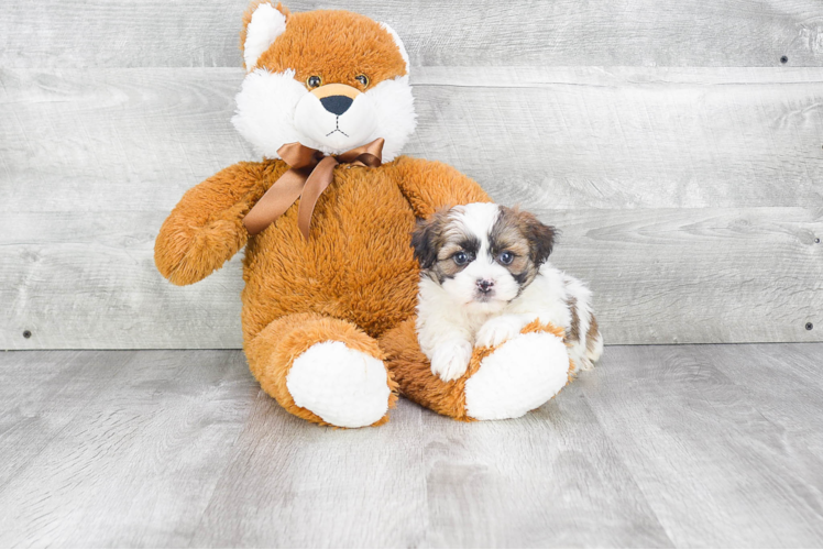 Sweet Teddy Bear Baby