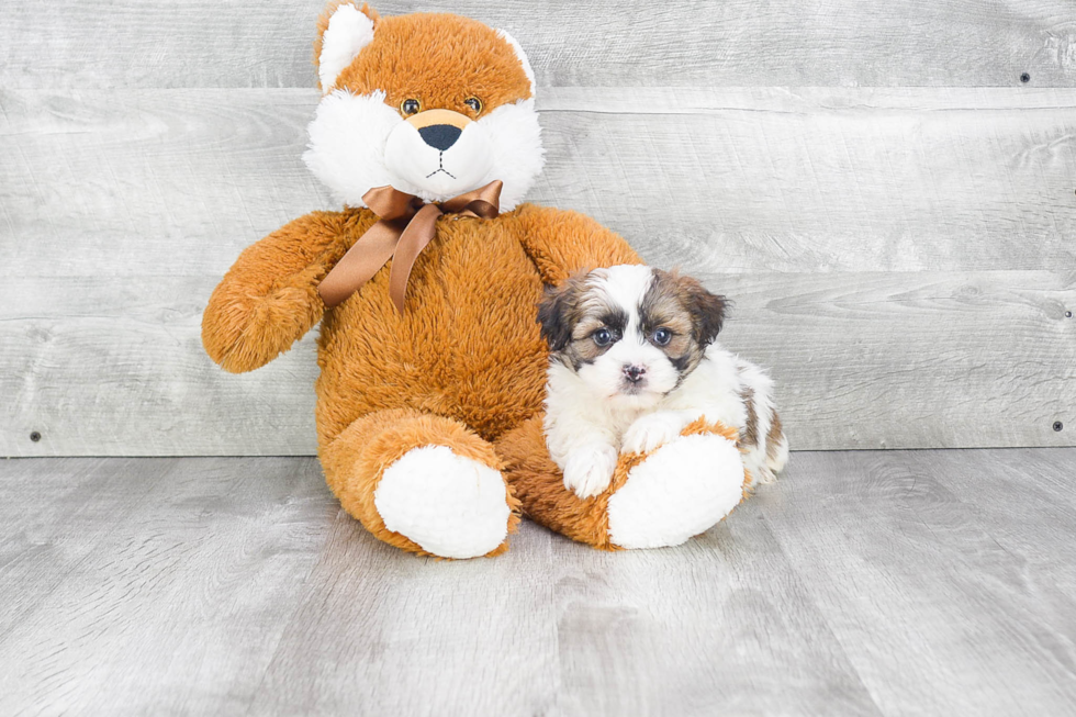 Sweet Teddy Bear Baby