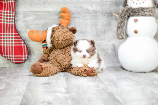 Adorable Pomeranian Purebred Puppy