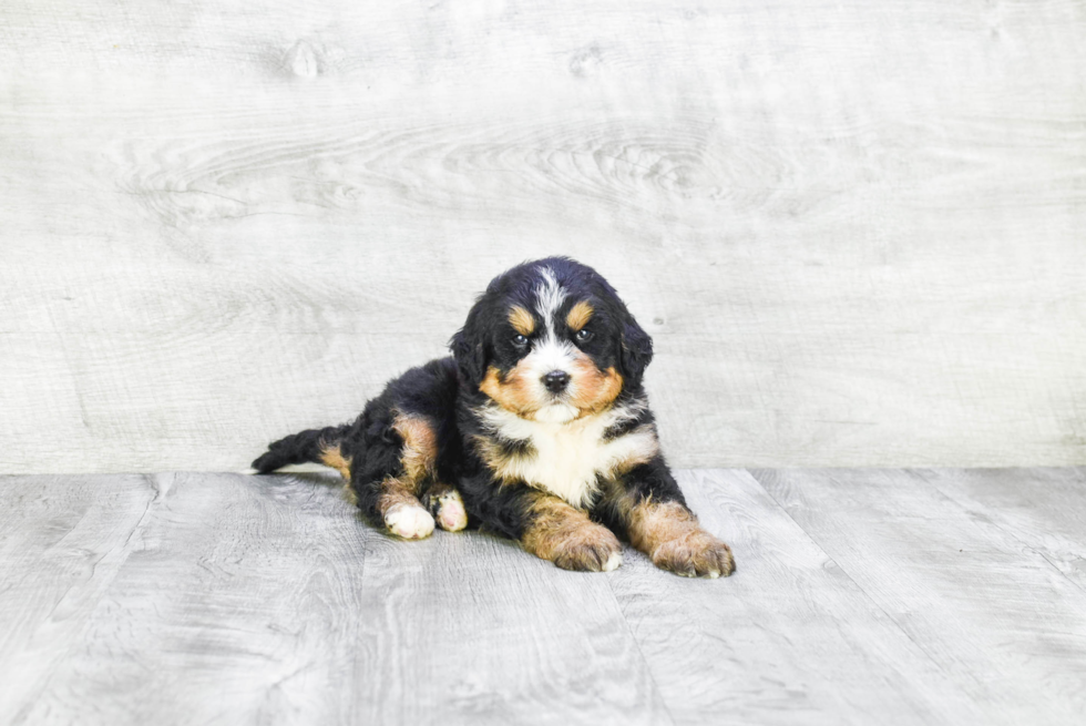 Mini Bernedoodle Puppy for Adoption