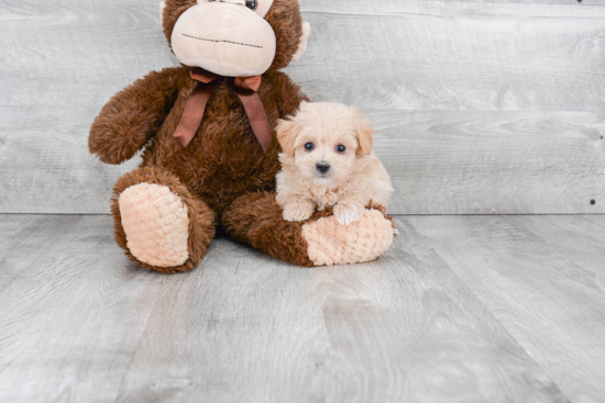 Playful Maltese Poodle Poodle Mix Puppy