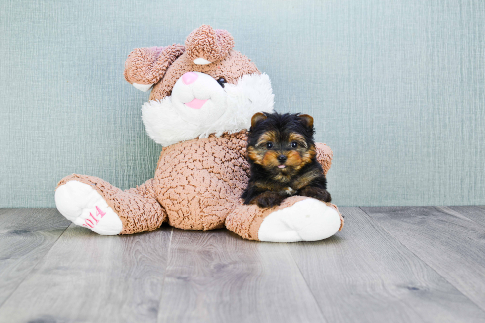 Meet Ronaldo - our Yorkshire Terrier Puppy Photo 