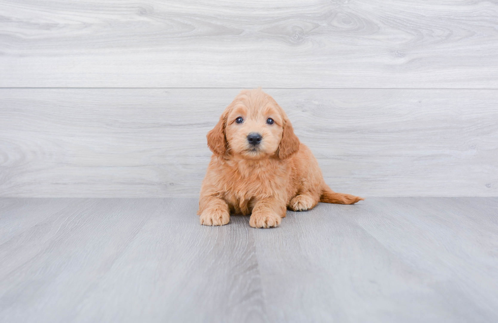 Best Mini Goldendoodle Baby