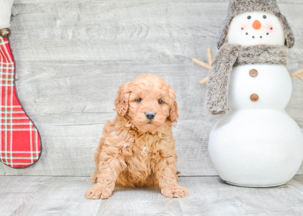 Mini Goldendoodle Puppy for Adoption