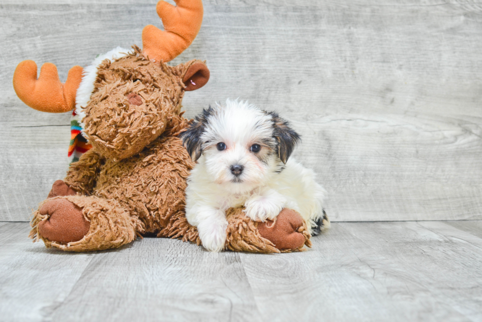 Best Morkie Baby