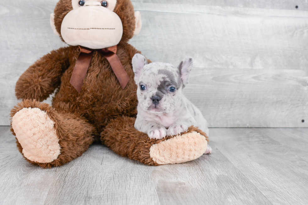 French Bulldog Pup Being Cute