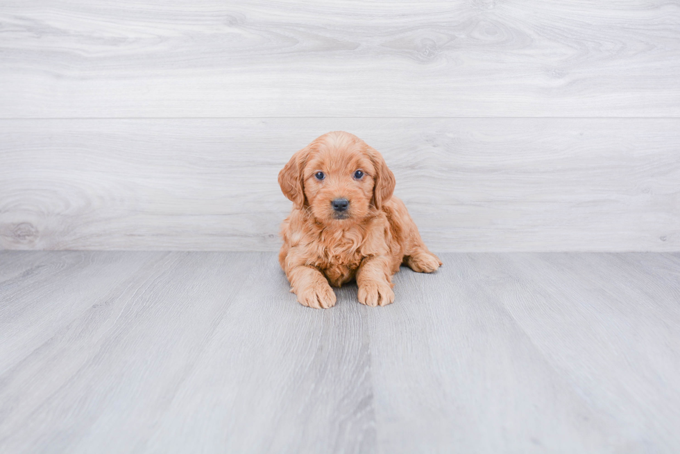 Mini Goldendoodle Puppy for Adoption