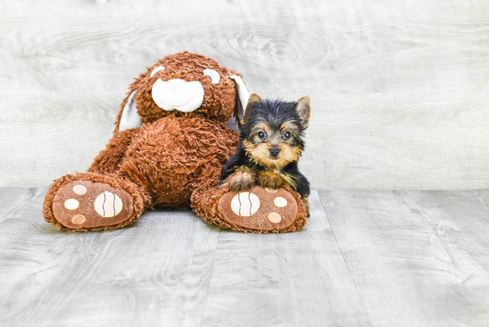 Meet Rascal - our Yorkshire Terrier Puppy Photo 