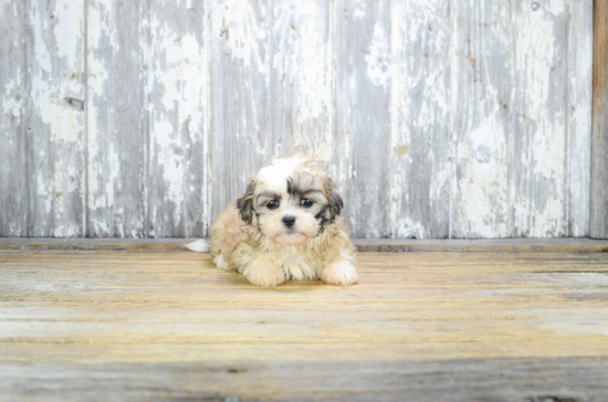 Cute Teddy Bear Baby