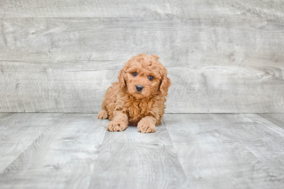 Adorable Golden Retriever Poodle Mix Puppy