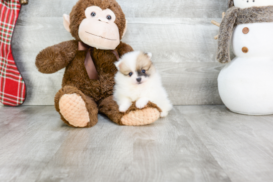 Small Pomeranian Purebred Pup