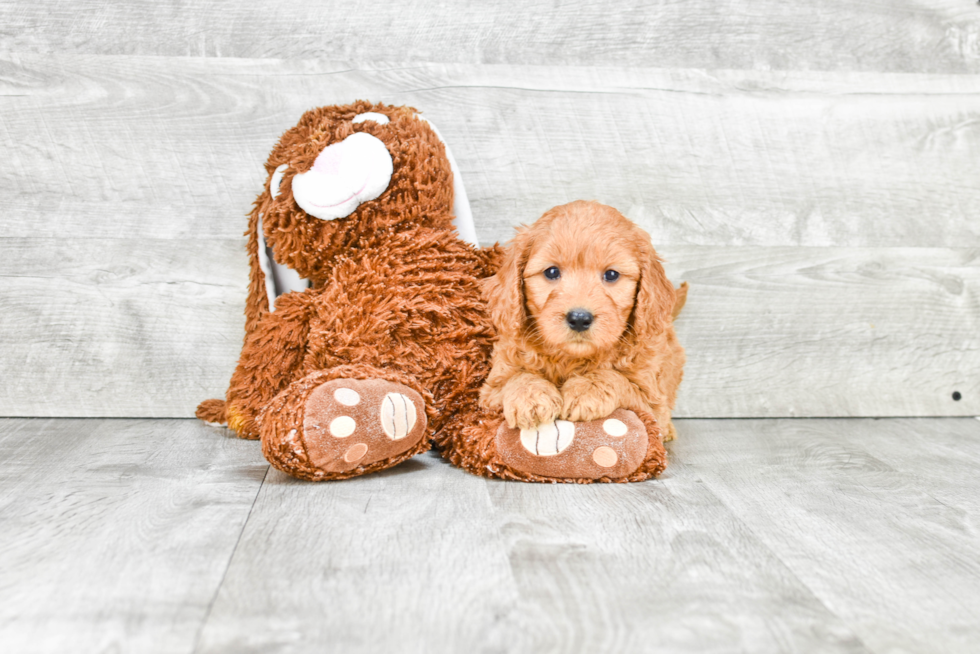 Little Golden Retriever Poodle Mix Puppy