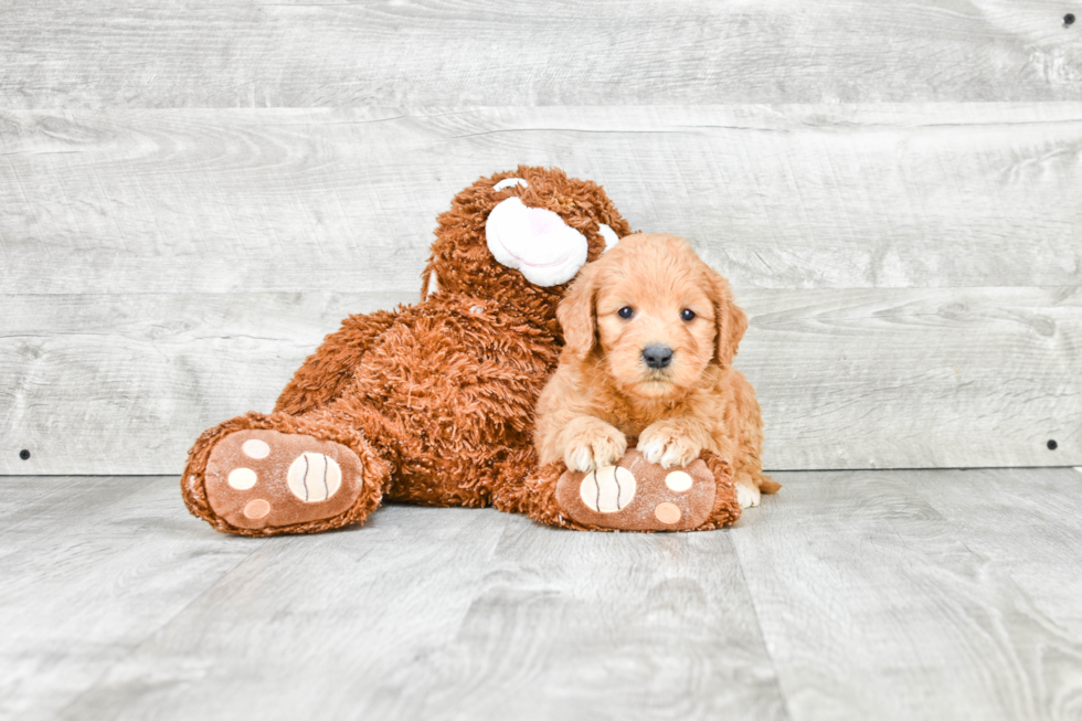 Little Golden Retriever Poodle Mix Puppy