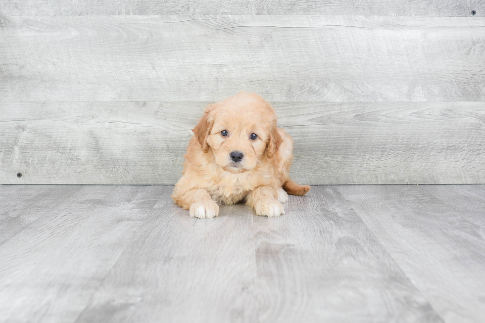 Best Mini Goldendoodle Baby