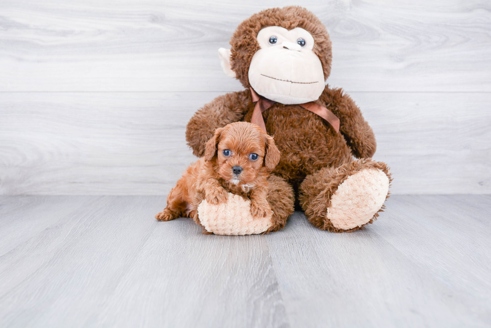 Happy Cavapoo Baby