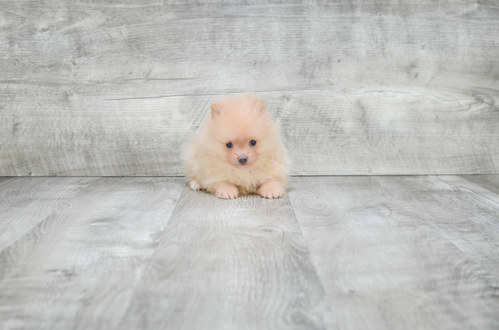 Pomeranian Puppy for Adoption