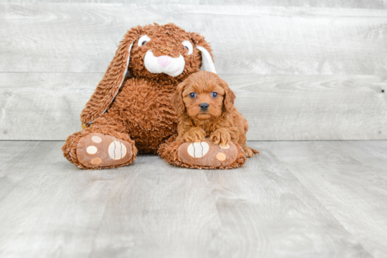 Cavapoo Pup Being Cute