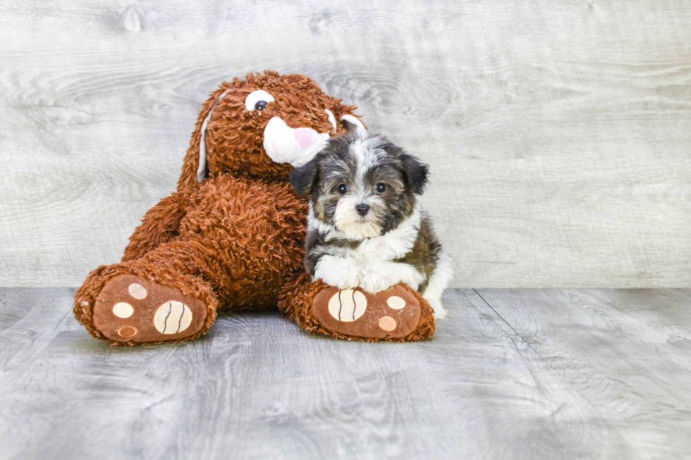 Small Havanese Purebred Pup